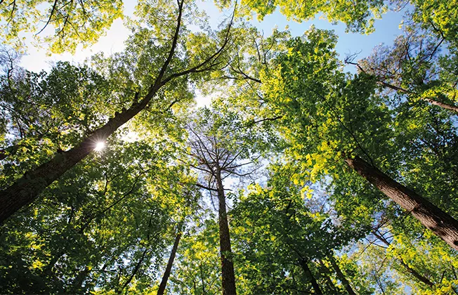 Looking up at the treetops, through which sunlight breaks.