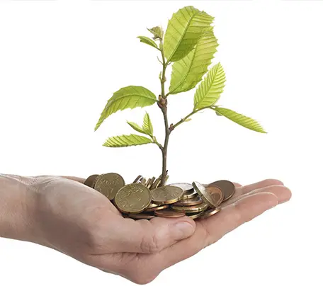 Geöffnete Handläche mit Münzen, aus denen ein kleiner Eichenbaum sprießt.