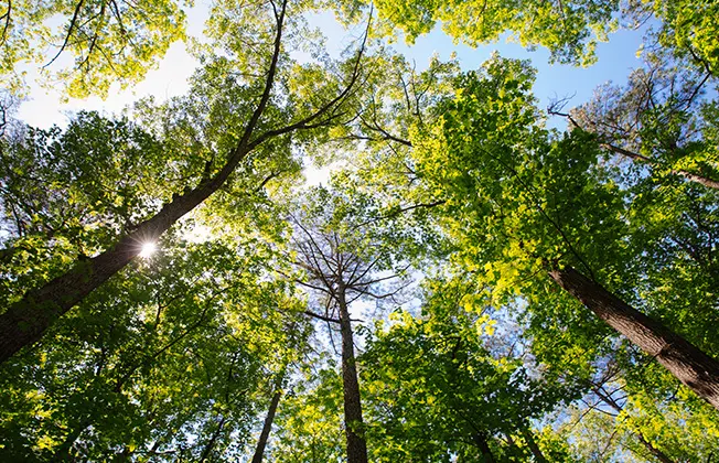 Sunlight filtering through the canopy of trees.
