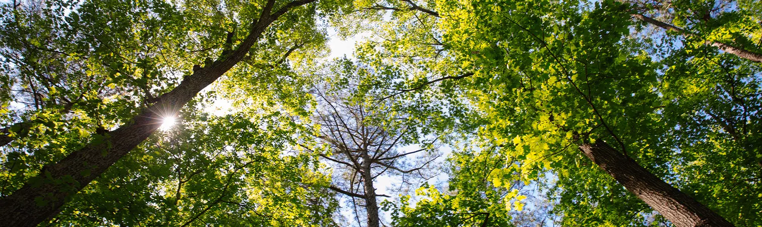 Sonnenlicht bricht durch Baumkronen. 