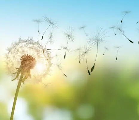 Dandelion seeds being carried away by the wind.