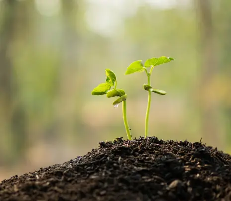 Close-up of a plant sprouting from the soil.
